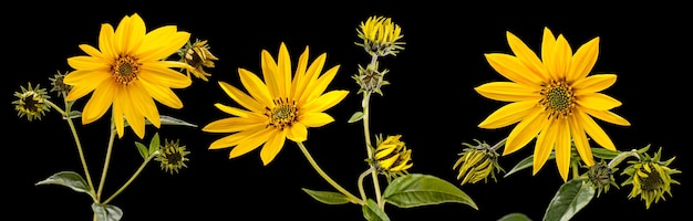 Topinamber. Artisjok bloemen van Jeruzalem geïsoleerd op zwarte achtergrond