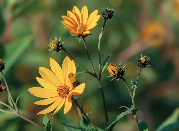 Topinambour flowers in garden.