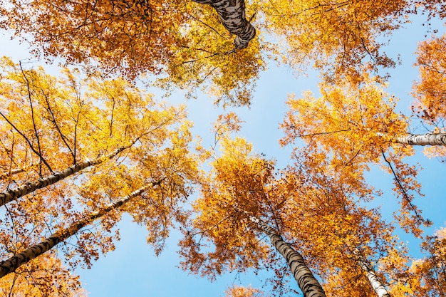 Toppen van berkenbomen in herfst gebladerte