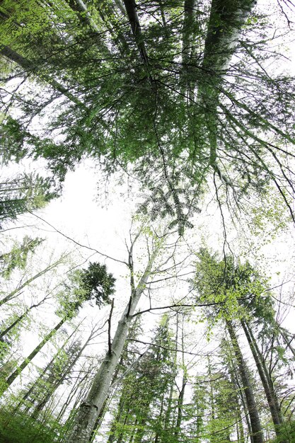 Toppen van bomen in het bergbos