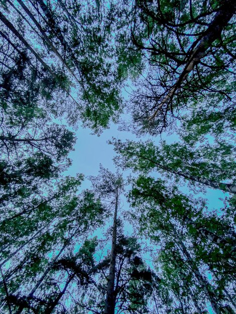 Toppen van dennenbomen tegen de blauwe hemel in het bos