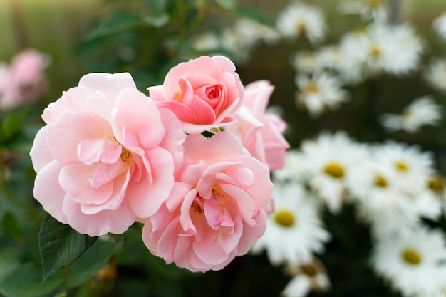 Toppen van lichtroze rozen op een onscherpe achtergrond met madeliefjes Foto van hoge kwaliteit