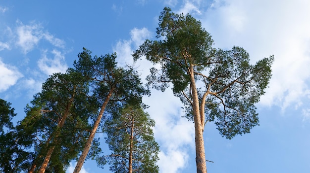 Toppen van pijnbomen tegen de blauwe lucht op een heldere zonnige dag