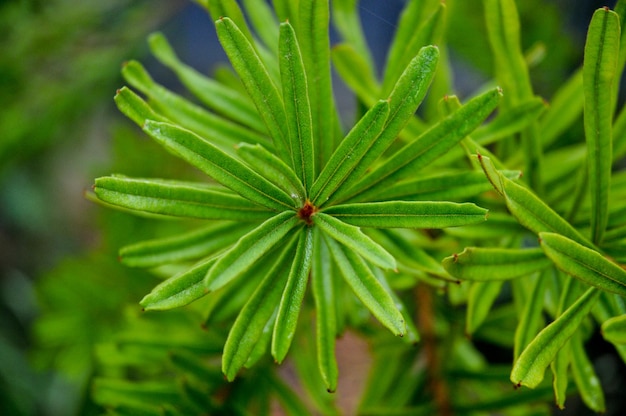 Toppunt van varenbladboom in groen bos