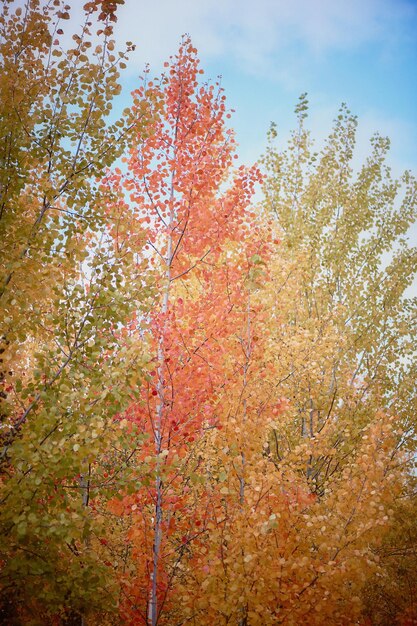 The tops of autumn trees on blue sky background