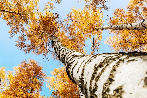 Tops of birch trees in autumn foliage