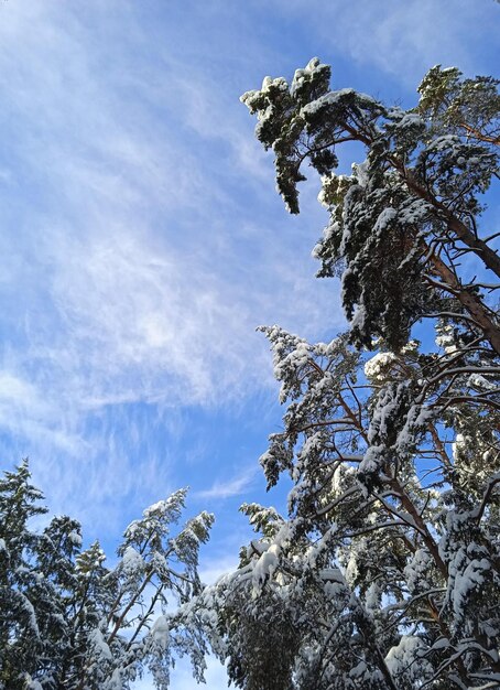 The tops of the coniferous forest against the blue sky.