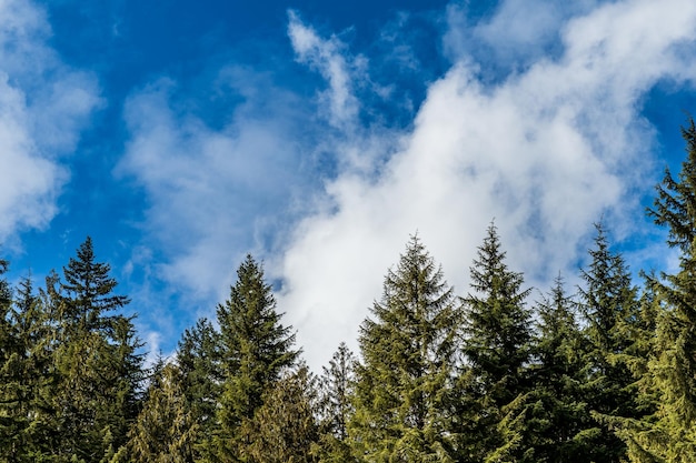 春の白い雲と青い空を背景に針葉樹のてっぺん