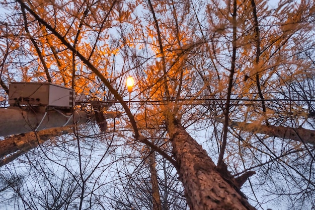 tops of coniferous trees in a city park late in the evening