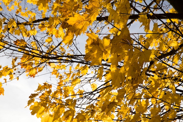 The tops and crown of trees are yellow foliage, details of trees, taking into account the specifics of leaf fall, sunny day