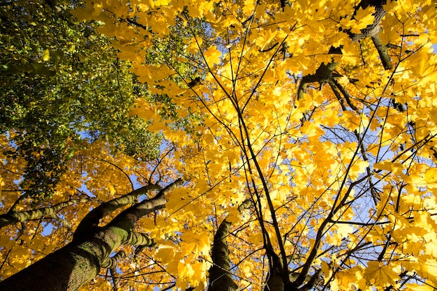 Le cime e le chiome degli alberi