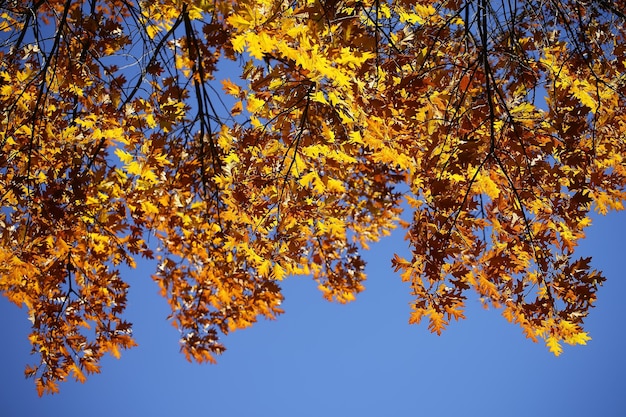 Tops of golden-leaved oak trees