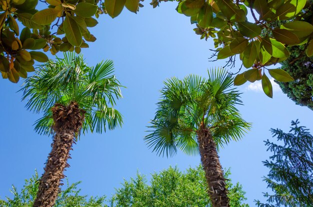 The tops of palm trees against the sky.