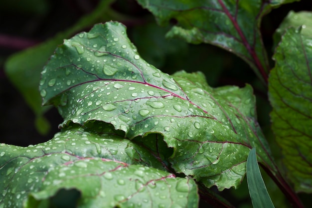 tops of red beet  covered with drops of water after the rain