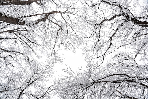 Tops of snow covered bare trees in the forest