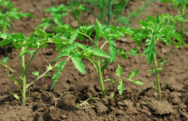 Tops of tomatoes growing in garden