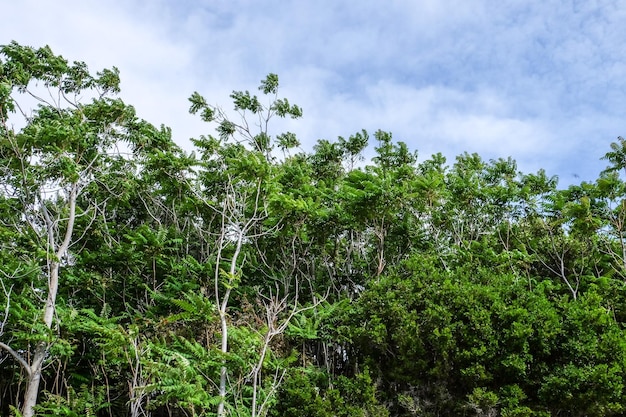 Tops of trees against cloudy sky