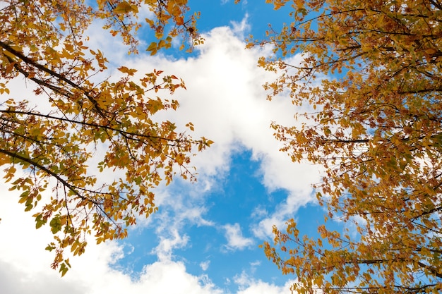 Tops of the trees golden autumn