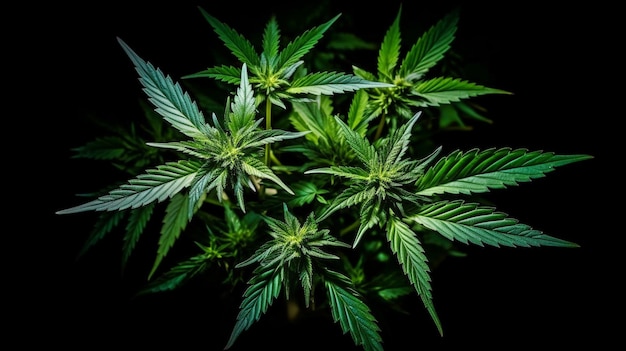 Верхний снимок растения марихуаны на черном фоне GENERATE AI