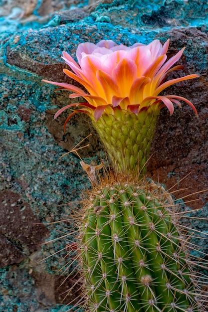 Torch Cactus in Bloom en Chrysocollacoated Boulder