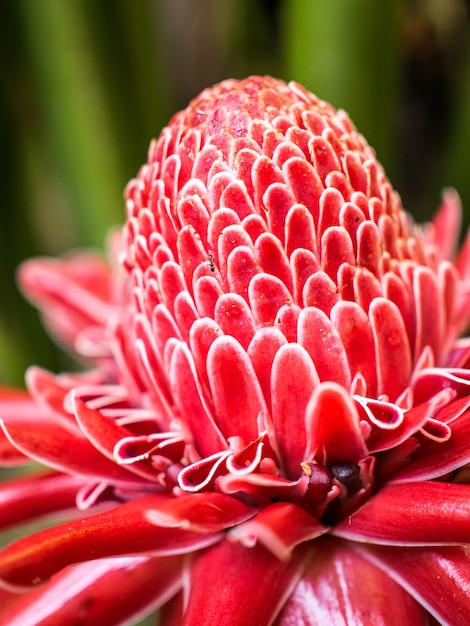 Torch Ginger bloem