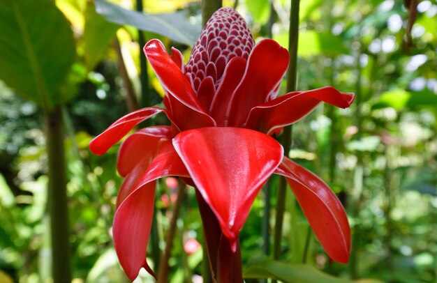 The Torch ginger flower seen in Martinique French West Indies