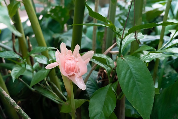 사진 <unk>진저 또는 zingiberaceae 또는 분홍색 꽃 etlingera elatior 또는 <unk>진저 개최 화려한 분홍색