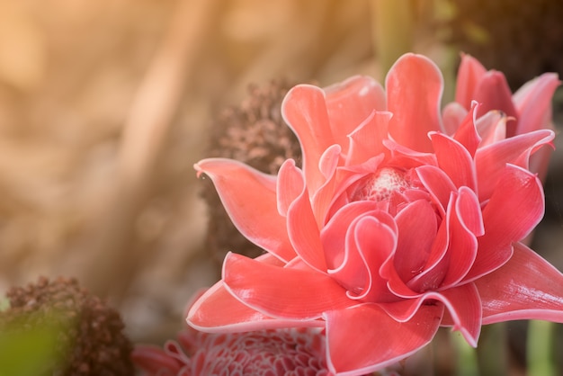 사진 횃불 생강 꽃잎 핑크 꽃