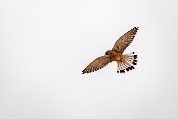 Torenvalk - Falco naumanni - Falconiform-vogel uit de familie Falconidae