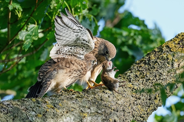 Torenvalk Falco tinnunculus juveniel