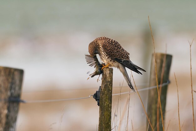 Torenvalk Falco tinnunculus