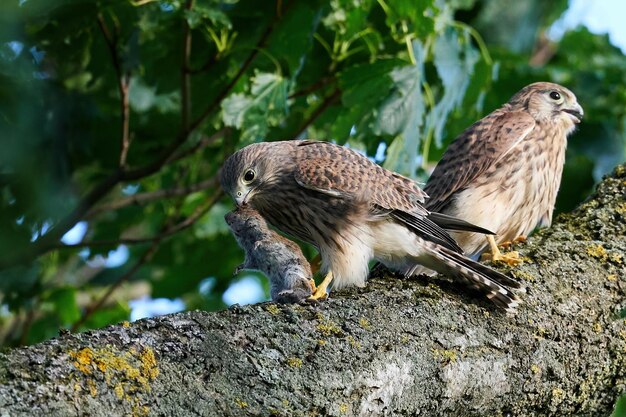 Torenvalk Falco tinnunculus