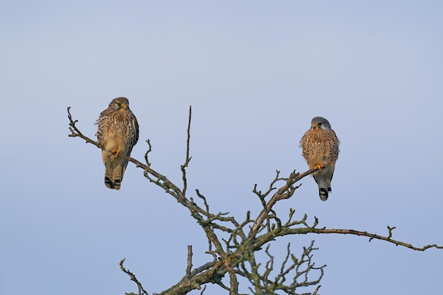 Torenvalk Falco tinnunculus