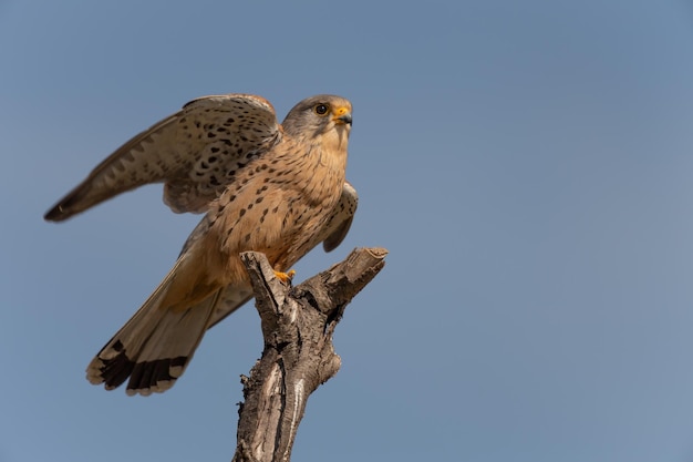 Torenvalk mannetje Falco tinnunculus op zijn baars