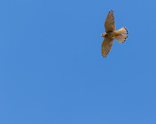 Torenvalk tijdens de vlucht met blauwe hemel