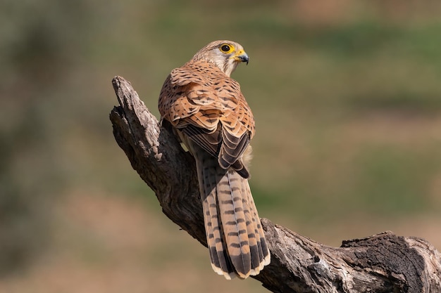 Torenvalk vrouwelijke Falco tinnunculus neergestreken op een tak