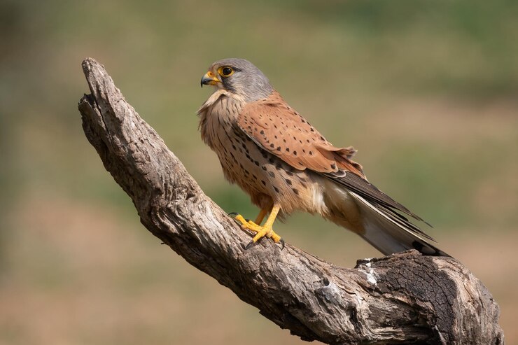 Torenvalk vrouwelijke Falco tinnunculus neergestreken op een tak