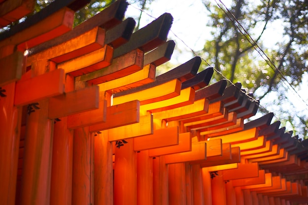 Torii gate by tree