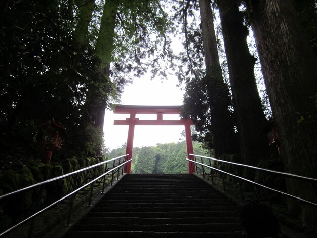 Photo torii gate on top of staircase amidst trees