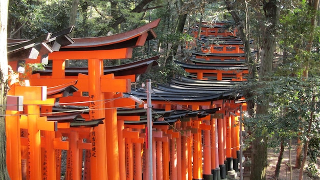 Foto porte torii al santuario di fushimi inari