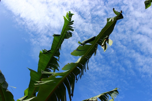 torn banana leaves on the tree with blue sky background