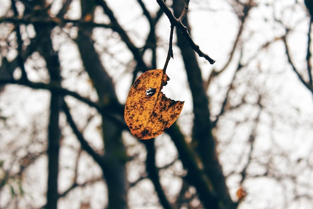 Photo torn dry leaf on tree