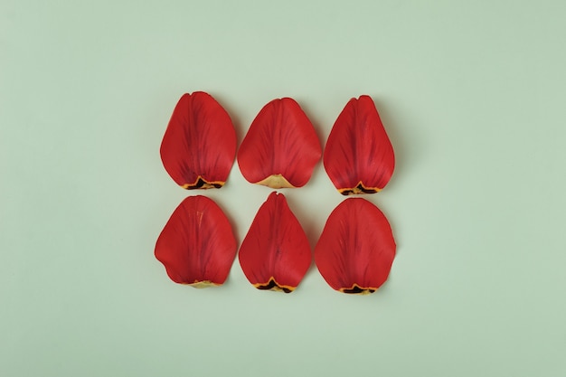 Torn off petals of a tulip on a green background in two rows form a rectangle and a place for text. Minimal spring celebrations concept for Valentine's Day and Mother's Day.