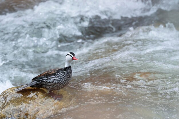 TORRENT DUCK Merganetta armata красивый самец торрент-утки