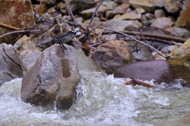 Torrent Duck Merganetta armata perched on a rock at the edge of the river