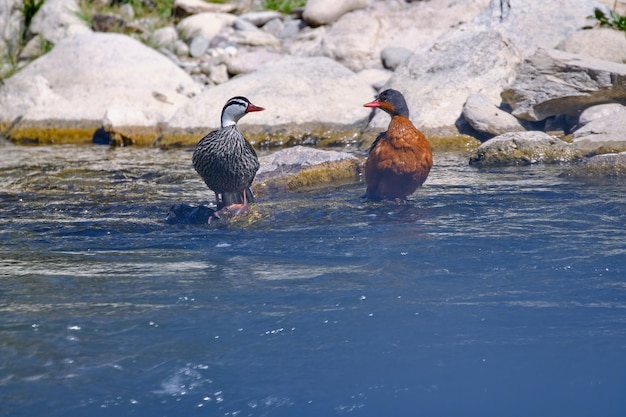 Torrent duck merganetta armata