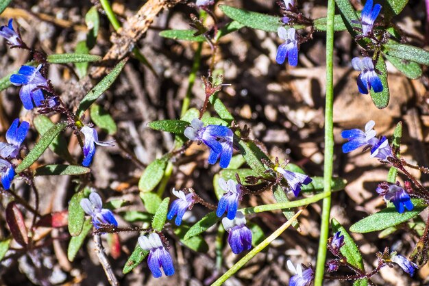 Torrey's blueeyed Mary Collinsia torreyi wildflowers blooming at high altitude Yosemite National Park Sierra Nevada mountains California