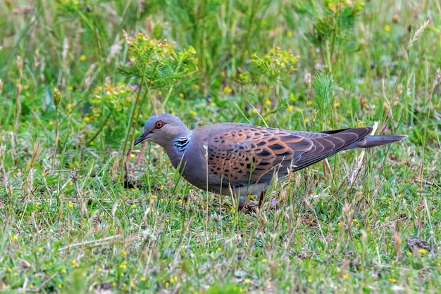 Tortelduif, Europese Tortelduif (Streptopelia turtur)