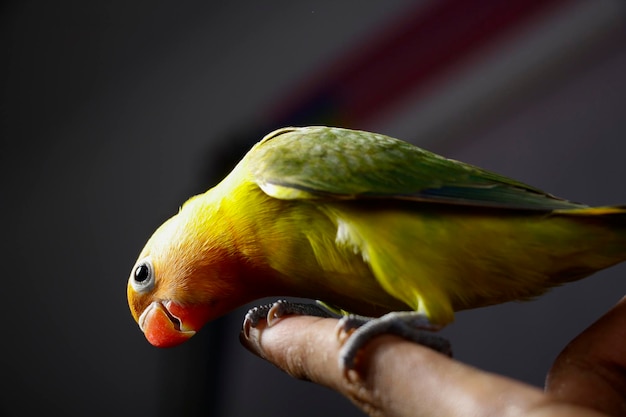 tortelduifjes vogels zijn erg mooi op de vingers