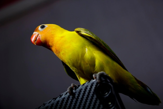 tortelduifjes vogels zijn erg mooi op de vingers